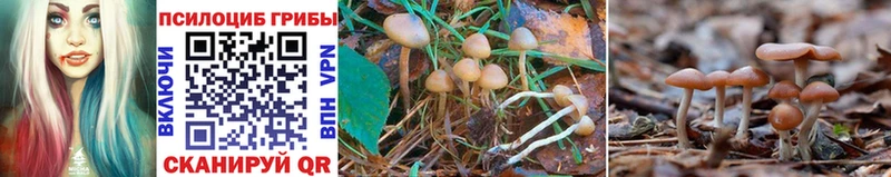 Купить  Лаишево  Псилоцибиновые грибы Psilocybe 
